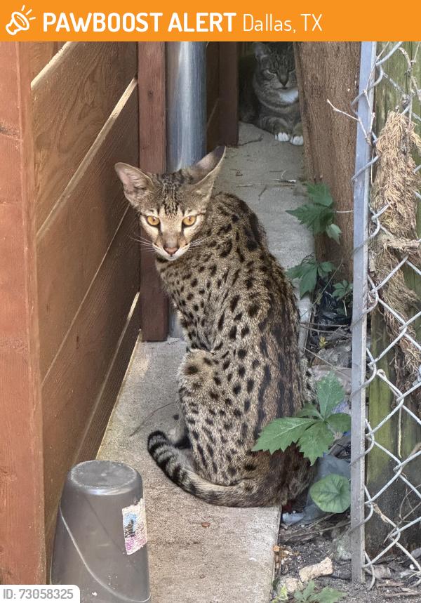 Found/Stray Unknown Cat last seen Garrett and San Jacinto, Dallas, TX 75206