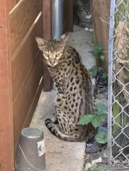 Found/Stray Unknown Cat last seen Garrett and San Jacinto, Dallas, TX 75206