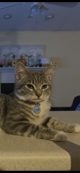 Lost Female Cat last seen Near rounding bend lane, Wilmington, NC 28412