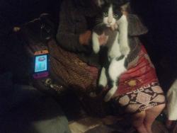 Lost Male Cat last seen Cristobal ave & opp st, Los Angeles, CA 90744