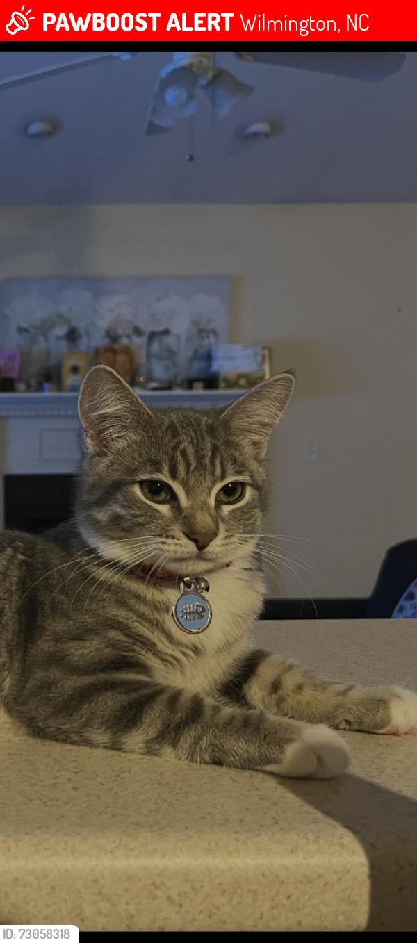 Lost Female Cat last seen Near rounding bend lane, Wilmington, NC 28412