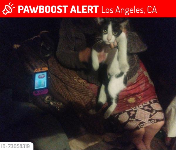 Lost Male Cat last seen Cristobal ave & opp st, Los Angeles, CA 90744