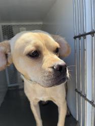Shelter Stray Male Dog last seen Near BLOCK BUENA VISTA BLVD, LAMONT CA 93241, 3951 Fruitvale Ave, Bakersfield, CA 93308, USA