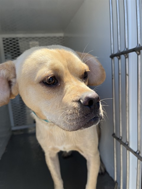 Shelter Stray Male Dog last seen Near BLOCK BUENA VISTA BLVD, LAMONT CA 93241, 3951 Fruitvale Ave, Bakersfield, CA 93308, USA