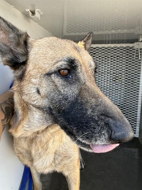 Shelter Stray Female Dog last seen Near BLOCK E WILSON RD, BAKERSFIELD CA 93307, 3951 Fruitvale Ave, Bakersfield, CA 93308, USA