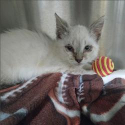 Shelter Stray Female Cat last seen Near BLK LINCOLN AVE, 1590 Fortmann Way, Alameda, CA 94501, USA