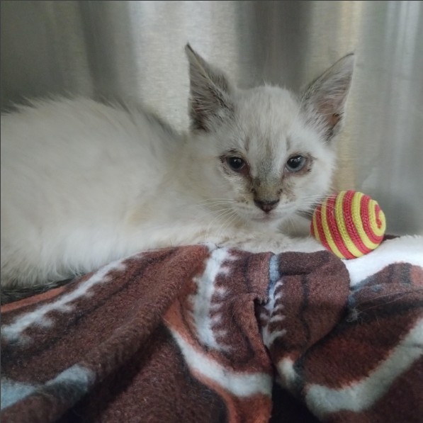 Shelter Stray Female Cat last seen Near BLK LINCOLN AVE, 1590 Fortmann Way, Alameda, CA 94501, USA