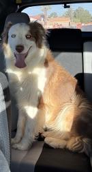 Found/Stray Female Dog last seen Warm springs, southwest, near skyzone, Las Vegas Valley, NV 89113