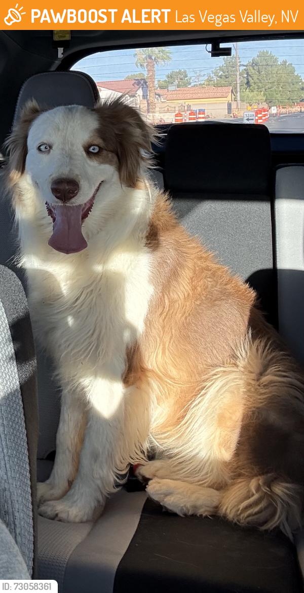 Found/Stray Female Dog last seen Warm springs, southwest, near skyzone, Las Vegas Valley, NV 89113