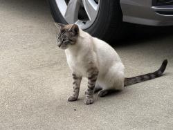 Found/Stray Unknown Cat last seen Amend St, Richmond, CA 94803
