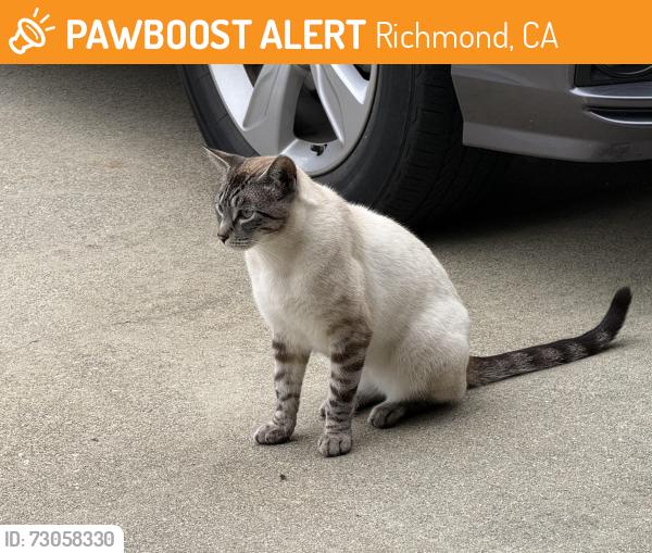 Found/Stray Unknown Cat last seen Amend St, Richmond, CA 94803