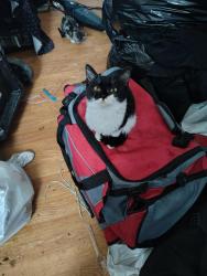 Lost Female Cat last seen Kingtree and 10th weat, Lancaster, CA 93534