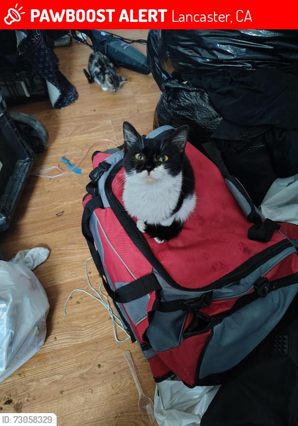 Lost Female Cat last seen Kingtree and 10th weat, Lancaster, CA 93534