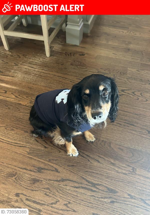 Lost Female Dog last seen Near the beach, Pine Knoll Shores, NC 28512
