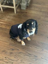 Lost Female Dog last seen Near the beach, Pine Knoll Shores, NC 28512