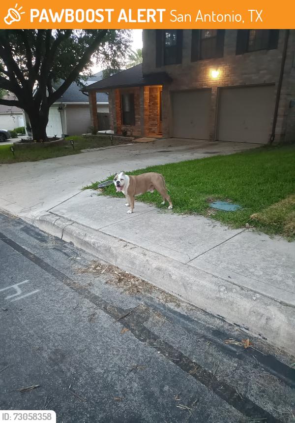 Found/Stray Male Dog last seen 102e hedgestone dr, San Antonio, TX 78258