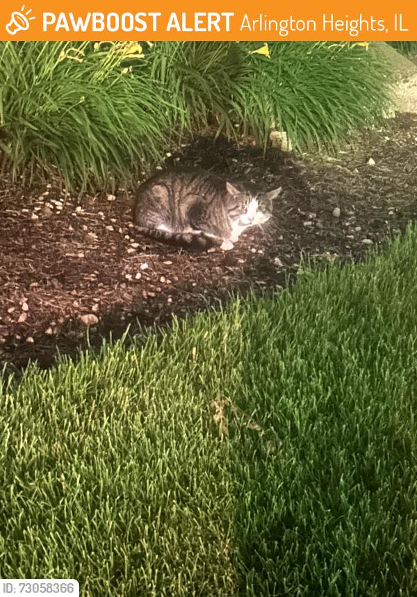 Found/Stray Unknown Cat last seen apmt complex, Arlington Heights, IL 60004