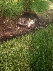 Found/Stray Unknown Cat last seen apmt complex, Arlington Heights, IL 60004
