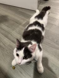 Lost Male Cat last seen Near Longstone Avenue, Longford. Gloucester , Gloucestershire, England GL2 9FS