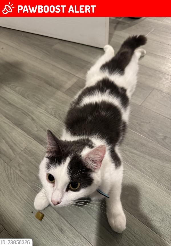 Lost Male Cat last seen Near Longstone Avenue, Longford. Gloucester , Gloucestershire, England GL2 9FS