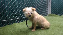 Found/Stray Female Dog last seen Albambra, Alhambra, CA 91801