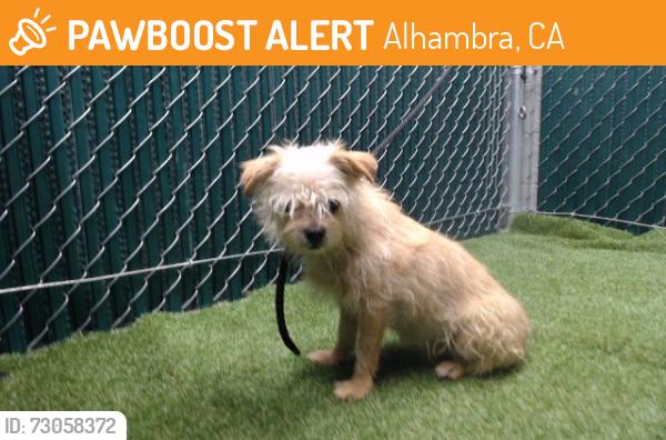 Found/Stray Female Dog last seen Albambra, Alhambra, CA 91801