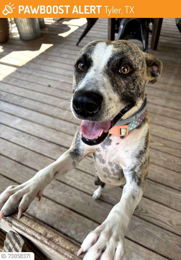 Found/Stray Female Dog last seen Tyler, Tyler, TX 75702