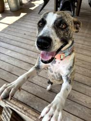 Found/Stray Female Dog last seen Tyler, Tyler, TX 75702