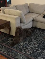 Reunited Female Dog last seen Near Sinsonte Ln, Lakeside, CA 92040, USA, Lakeside, CA 92040
