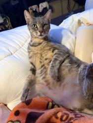 Reunited Male Cat last seen Tibet road 77546, blackhawk friendswood, near cavalry church and laura leigh ln, Friendswood, TX 77546