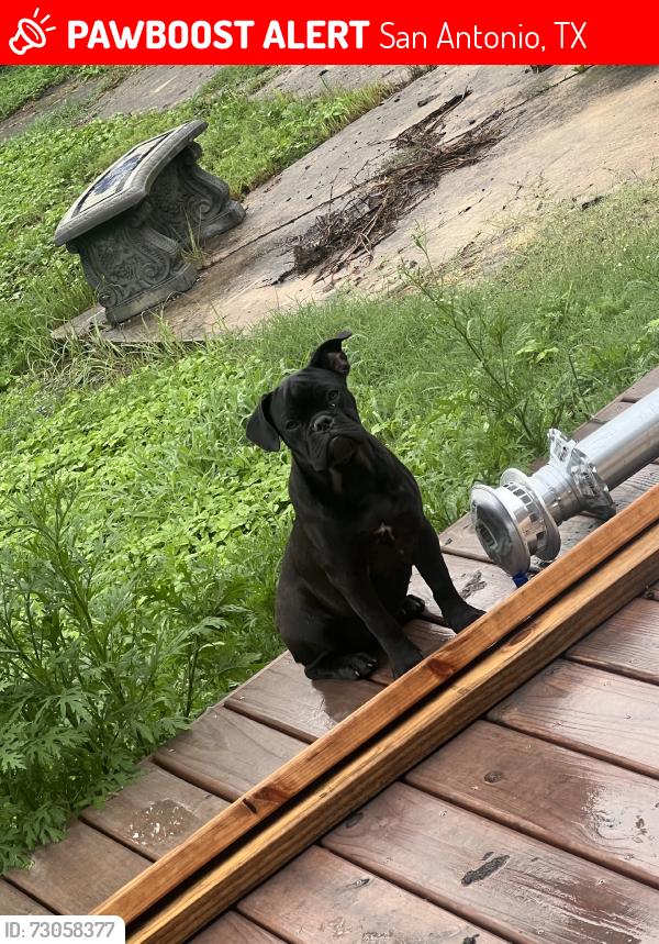 Lost Female Dog last seen Sw 38 street 78237, San Antonio, TX 78237
