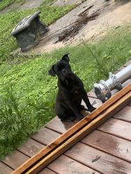 Lost Female Dog last seen Sw 38 street 78237, San Antonio, TX 78237