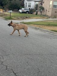 Found/Stray Unknown Dog last seen Columbus , Bakersfield, CA 93305