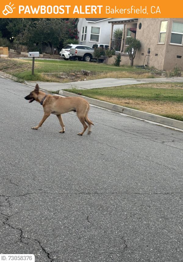 Found/Stray Unknown Dog last seen Columbus , Bakersfield, CA 93305