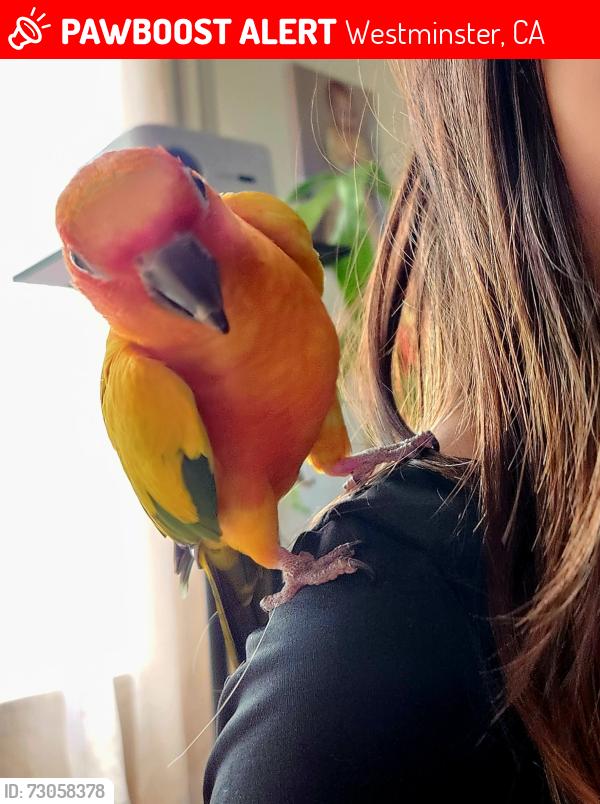 Lost Female Bird last seen Bushard and hazard, Westminster, CA 92683