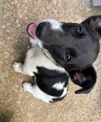 Found/Stray Male Dog last seen Arbors- Princeton- Davis- chester, Cleburne, TX 76033