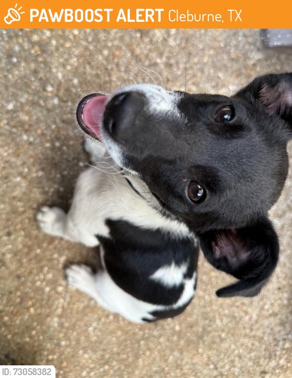 Found/Stray Male Dog last seen Arbors- Princeton- Davis- chester, Cleburne, TX 76033