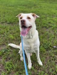 Shelter Stray Male Dog last seen 11251-1423 Alpharetta Highway, Roswell, GA, 1251 Fulton Industrial Blvd NW, Atlanta, GA 30336, USA
