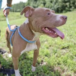 Shelter Stray Female Dog last seen 1246-2111 ALLENE AVE SW, Atlanta, GA, 1251 Fulton Industrial Blvd NW, Atlanta, GA 30336, USA