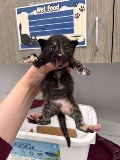 Shelter Stray Female Cat last seen Troost Ave & E 39th St, 64110, 64110, MO, 7077 Elmwood Ave, Kansas City, MO 64132, USA