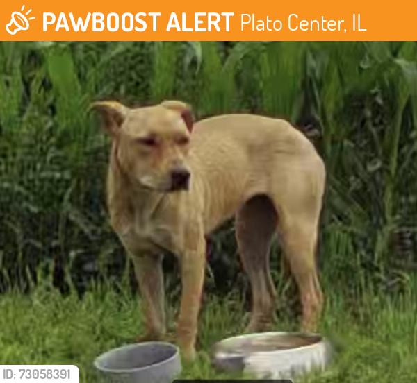 Found/Stray Unknown Dog last seen Rohrsen & Rippburger, Plato Center, IL 60124