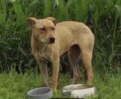 Found/Stray Unknown Dog last seen Rohrsen & Rippburger, Plato Center, IL 60124