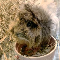 Shelter Stray Female Guinea pig last seen Mansion Hill Ave, Madison, WI, Madison 1, City of, WI, 5132 Voges Rd, Madison, WI 53718, USA