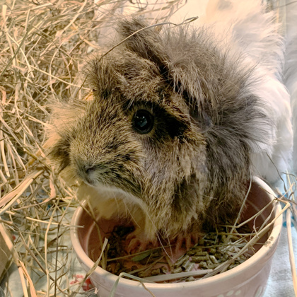 Shelter Stray Female Guinea pig last seen Mansion Hill Ave, Madison, WI, Madison 1, City of, WI, 5132 Voges Rd, Madison, WI 53718, USA