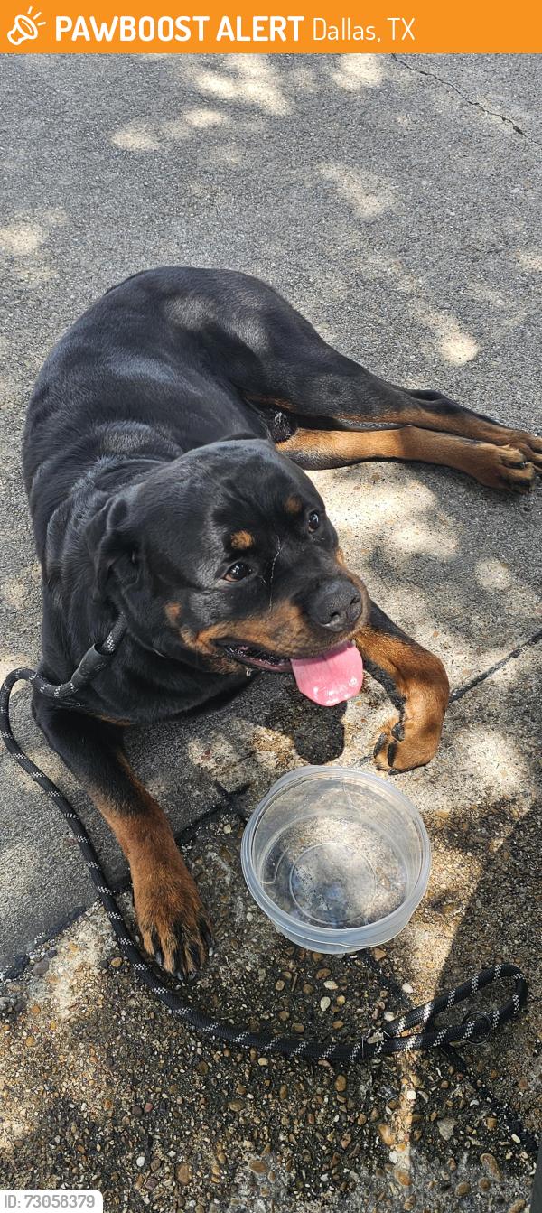 Found/Stray Male Dog last seen Near Block of Forest at TI/Stults Lane near Dart Station , Dallas, TX 75243