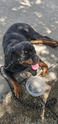 Found/Stray Male Dog last seen Near Block of Forest at TI/Stults Lane near Dart Station , Dallas, TX 75243