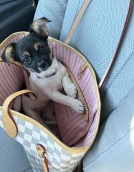Lost Female Dog last seen Downtown Four Oaks NC, Four Oaks, NC 27524