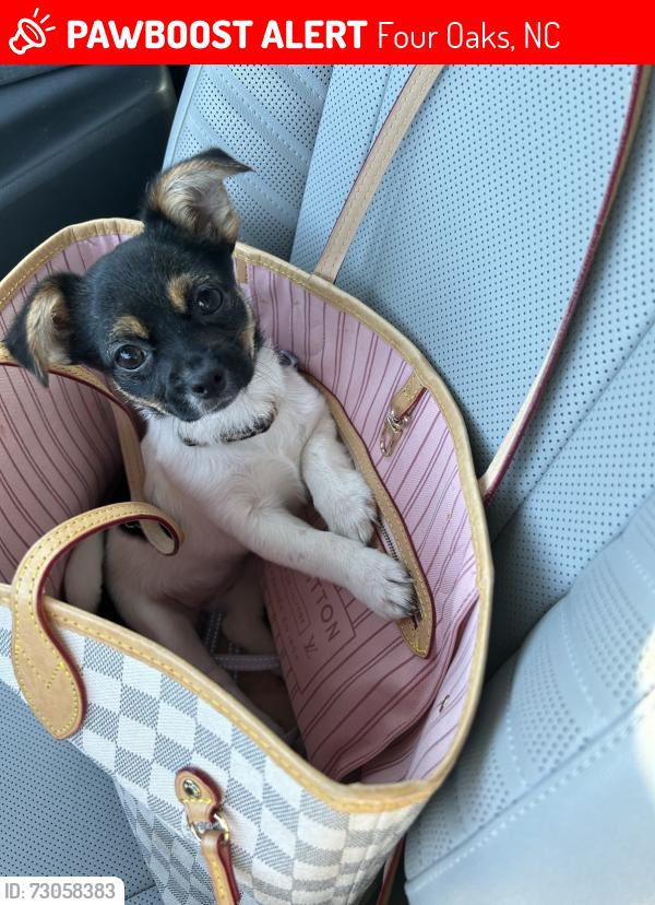 Lost Female Dog last seen Downtown Four Oaks NC, Four Oaks, NC 27524
