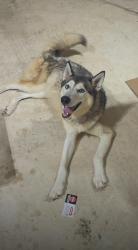 Found/Stray Female Dog last seen Hwy 90 and Montgomery, San Antonio, TX 78245