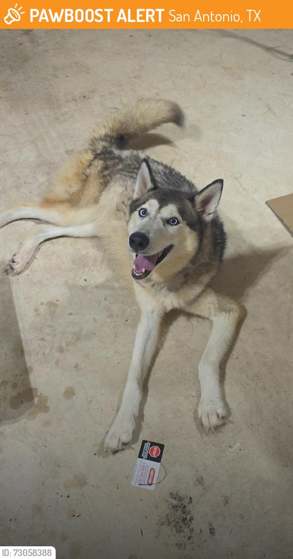 Found/Stray Female Dog last seen Hwy 90 and Montgomery, San Antonio, TX 78245